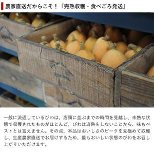 【先行受付】5月下旬より順次発送　露地栽培「房州びわ」 Lサイズ15粒　化粧箱入り_房州びわ 美味しい ビワ びわ 果物 フルーツ 千葉県 送料無料_【配送不可地域：離島】【1492168】