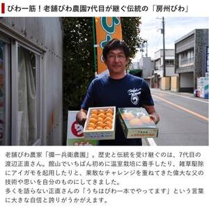 【先行受付】5月下旬より順次発送　露地栽培「房州びわ」 Lサイズ15粒　化粧箱入り_房州びわ 美味しい ビワ びわ 果物 フルーツ 千葉県 送料無料_【配送不可地域：離島】【1492168】