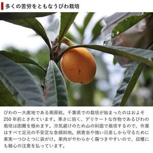 【先行受付】5月下旬より順次発送　露地栽培「房州びわ」 2L・3Lサイズ合計12粒　化粧箱入り_房州びわ 美味しい ビワ びわ 果物 フルーツ 千葉県 送料無料_【配送不可地域：離島】【1492169】