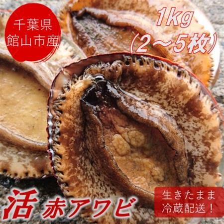 【先行予約】【金曜日発送】漁師直送!天然活メガイアワビ1kg(2～5枚)【配送不可地域：離島・北海道・沖縄県・東北・中国・四国・九州】【1532974】