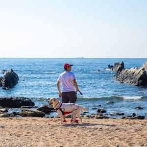 【宿泊9000円クーポン券】 DOG DEPT RESORT 館山犬石/安房白浜 共通チケット【1645902】