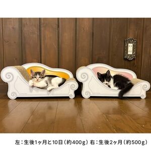 子猫のおしゃれ爪とぎ「カリカリーナmicio」ゴールドイエロー【1660893】