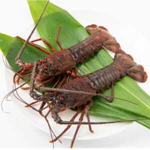 【先行予約】【金曜日発送】漁師直送!千葉県館山産 天然『活』伊勢海老2kg(サイズお任せ)【配送不可地域：離島・北海道・沖縄県・中国・四国・九州】【1676095】