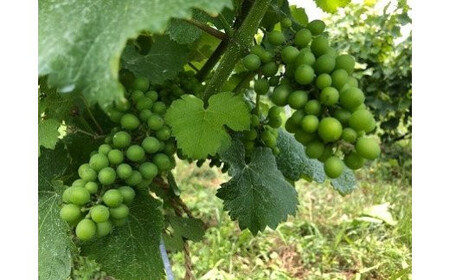 【北海道ニセコ町産】スペシャルキュベ2020（スパークリングワイン） ＜贈答用化粧木箱入り＞【10111】