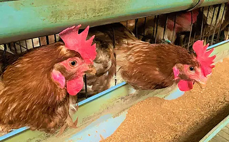 No.068 【毎月定期便3回】美味しい産みたて朝採り新鮮たまご（手集卵）ミネラルエッグ30個×3回