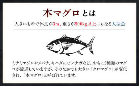 本マグロ 中トロ 600g MBT002