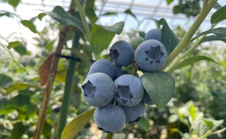 【栽培期間中農薬不使用】フレッシュブルーベリー（トワイライト大粒　100g×4）