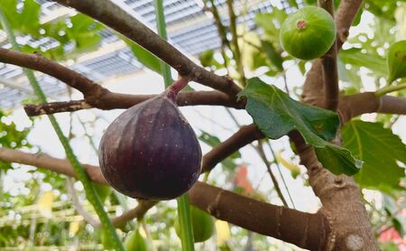 【先行予約】黒いちじく詰め合わせ 9個入り 果物 フルーツ 国産 希少品種 幻の黒いちじく ジューシー 濃厚 上品な甘さ