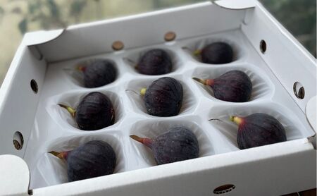【先行予約】黒いちじく詰め合わせ 9個入り 果物 フルーツ 国産 希少品種 幻の黒いちじく ジューシー 濃厚 上品な甘さ