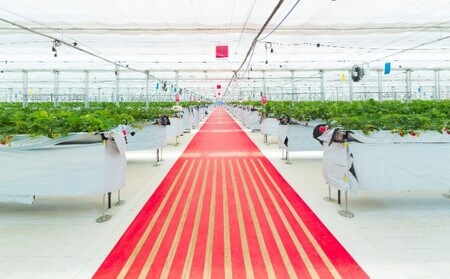 JAL Agriport　いちご狩りペア入場券 体験チケット チケット