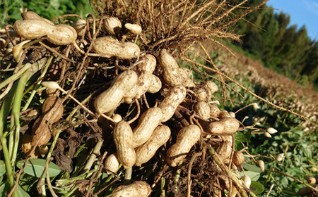 佐倉市産煎り莢落花生 180g ~種まきから焙煎まで~_野菜 豆 まめ マメ_【1599082】