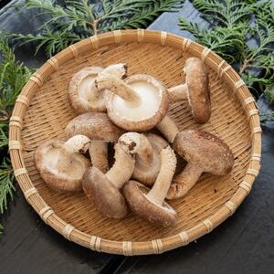 焼いて塩だけでも美味!「肉厚」長生き椎茸800g(24～34枚)×1パック【配送不可地域：離島】【1665538】