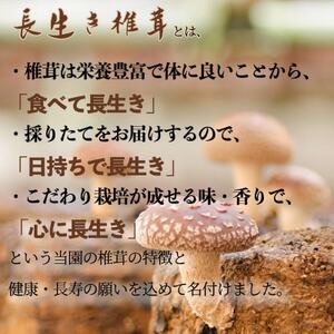 焼いて塩だけでも美味!「肉厚」長生き椎茸800g(24～34枚)×1パック【配送不可地域：離島】【1665538】