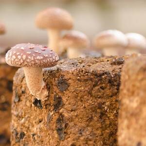 焼いて塩だけでも美味!「肉厚」長生き椎茸800g(24～34枚)×1パック【配送不可地域：離島】【1665538】