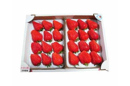 No.074 【市東農園のいちご】かおり野　約900g