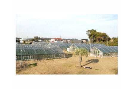 No.062 【約1.3kg以上×2玉】訳あり千葉アクアメロン(マスクメロン)大玉