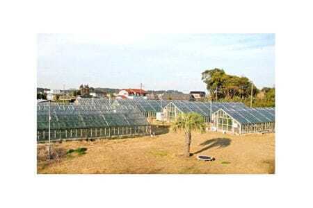 No.070 【約1.3kg以上×2玉】千葉アクアメロン（マスクメロン）大玉