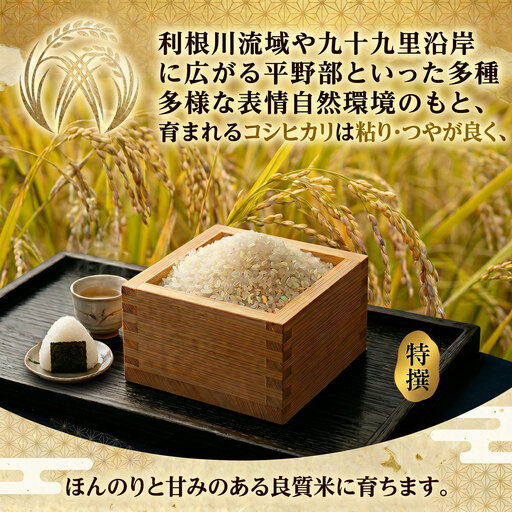 【令和7年産】 千葉県産 コシヒカリ 5kg ｜ 米 お米 こめ コメ IW