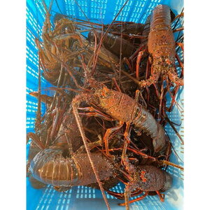 【 先行予約 2026年度発送】 特選 活 伊勢海老 2尾 約500~550g 伊勢海老 イセエビ