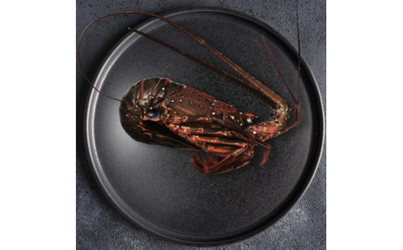 【 先行予約 2026年度発送】 特選 活 伊勢海老 2尾 約500~550g 伊勢海老 イセエビ