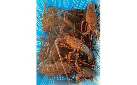 【 先行予約 2026年度発送】 特選 活 伊勢海老 3尾 約1kg 伊勢海老 イセエビ