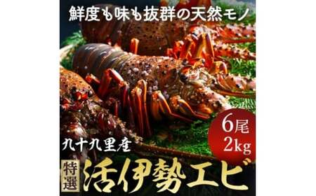 【 先行予約 2026年度発送】 特選 活 伊勢海老 6尾 約2kg 伊勢海老 イセエビ