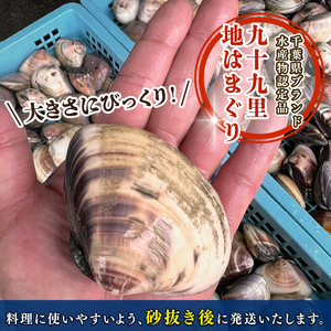 大粒活はまぐり 約3.1kg 【 はまぐり 】