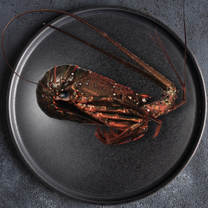 【 先行予約 2026年度発送】 特選 活 伊勢海老 1尾 伊勢海老 イセエビ