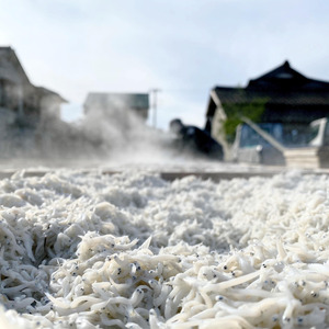 天日干ししらす 1kg (250gx4P) 国産 九十九里産 【 しらす 天日干し 】