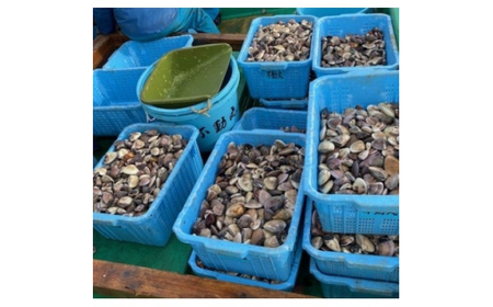 はまぐり 2kg 【 はまぐり 蛤 】