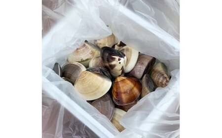 活 はまぐり1.5kg 全6回発送 【 定期便 奇数月 】 はまぐり 九十九里産