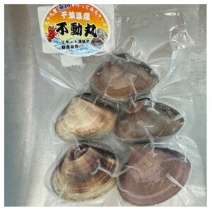 はまぐり 大 1kg 【 はまぐり 蛤 】