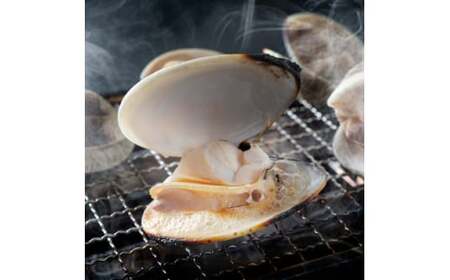 はまぐり 3kg 大サイズ 天然 【 ハマグリ 蛤】