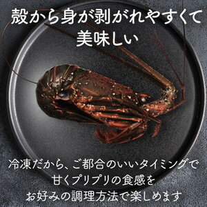 【 先行予約 4月中旬~発送 】 冷凍伊勢海老 5尾 約1kg 刺身用