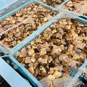 冷凍ハマグリ 約2kg はまぐり 蛤