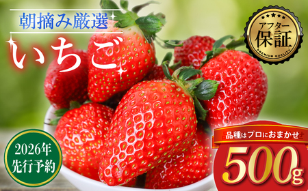 【2026年2月より発送】　いちご 500g 品種おまかせ 苺 いちご いちご いちご イチゴ いちご いちご
