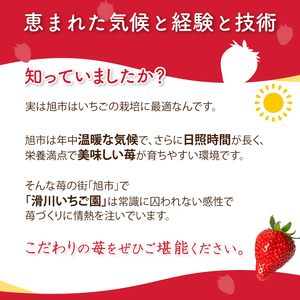 【2026年2月より発送】　いちご 500g 品種おまかせ 苺 いちご いちご いちご イチゴ いちご いちご