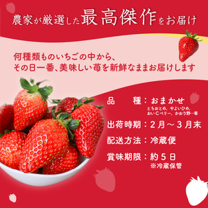 【2026年2月より発送】　いちご 1500g 品種おまかせ 苺 いちご いちご いちご イチゴ いちご いちご