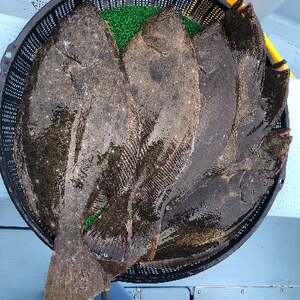 船釣り 釣具込み 午前 乗船券 (ヒラメ又はマダイ/1名様) 釣り つり ひらめ 真鯛 釣り 釣り 釣り 釣り 釣り 釣り 釣り