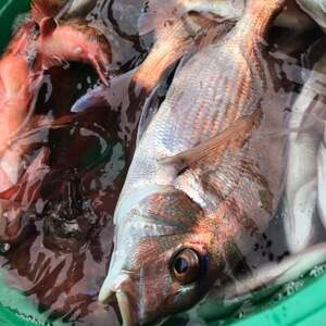 船釣り 釣具込み 午前 乗船券 (ヒラメ又はマダイ/1名様) 釣り つり ひらめ 真鯛 釣り 釣り 釣り 釣り 釣り 釣り 釣り