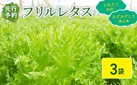 フリルレタス 3袋 約 900g |レタス 旭市