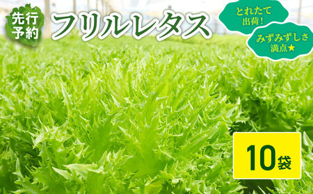 フリルレタス 10袋 約 3kg |レタス 旭市