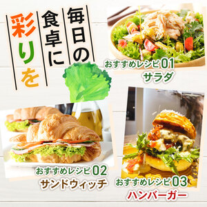 フリルレタス 10袋 約 3kg |レタス 旭市