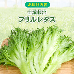 フリルレタス 10袋 約 3kg |レタス 旭市