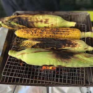 【 2026年 先行予約 】とうもろこし 8本 黄色 【 とうもろこし 】