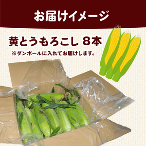 【 2026年 先行予約 】とうもろこし 8本 黄色 【 とうもろこし 】