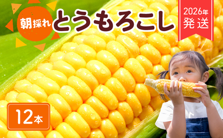 【 2026年 先行予約 】 とうもろこし 12本 黄色 【 とうもろこし 】