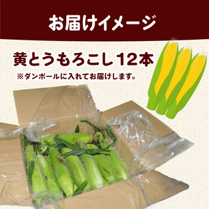 【 2026年 先行予約 】 とうもろこし 12本 黄色 【 とうもろこし 】