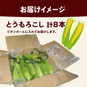 【 2026年 先行予約 】 とうもろこし 白＆黄 8本 【 とうもろこし 】