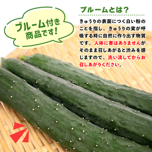 【訳あり】【2026年先行予約】産地直送きゅうり 4kg[shi003]夏野菜 国産 胡瓜 訳アリ